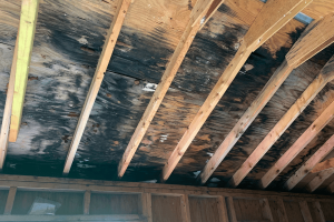 Visible mold growth in basement corner